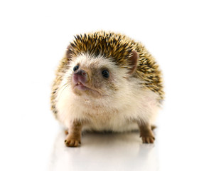 Hedgehog isolate on white background