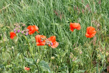 orange bright poppies