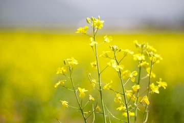 Obraz premium 北海道の菜の花畑