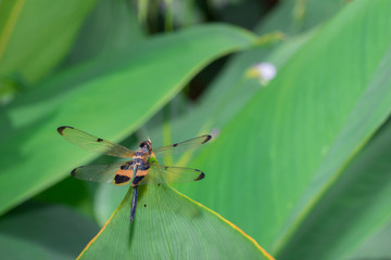 Dragonfly