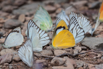 Beautiful Butterfly