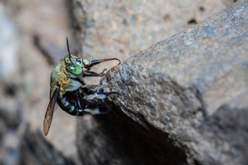 green bee