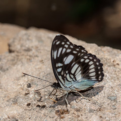 Beautiful Butterfly