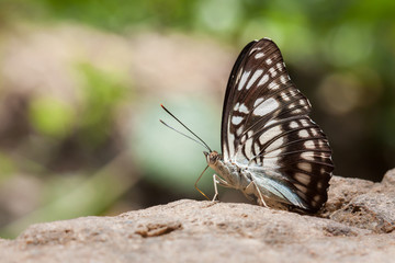 Fototapeta na wymiar Piękny motyl