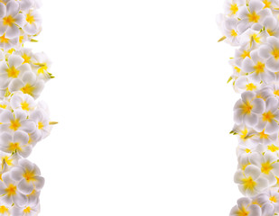 Naklejka na ściany i meble Tropical flowers frangipani (plumeria) isolated on white