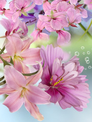 Lily
