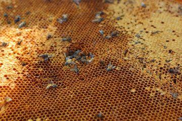 fresh honey in the comb - background