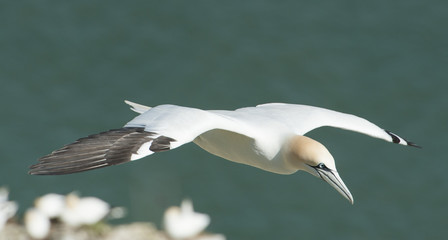 Gannet seabird in flight