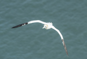Gannet seabird in flight
