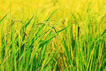 Rice field