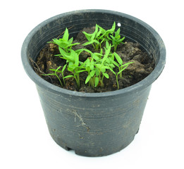 Pepper seedlings in flowerpot isolated on white