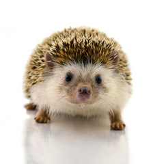 Hedgehog isolate on white background