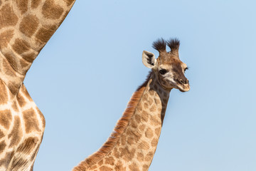 Giraffes Calf Closeup Wildlife Animals