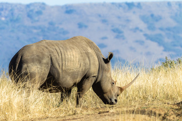 Fototapeta na wymiar Rhino Wildlife Animal