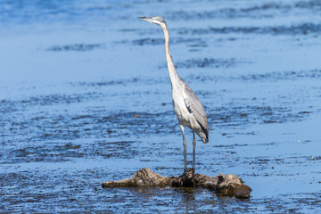 Bird Grey Heron Water Wildlife