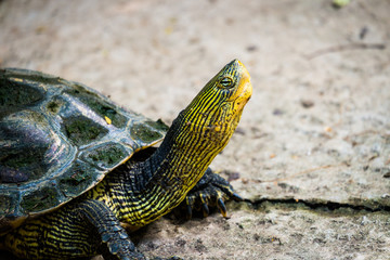 Turtle in nature