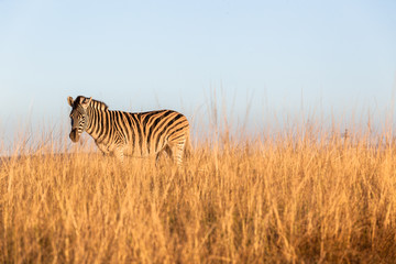 Zebra Grass Landscape Wildlife Animal