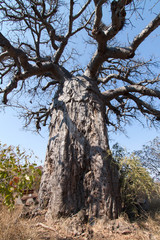 Fototapeta na wymiar Zamknij się z duży stary baobab