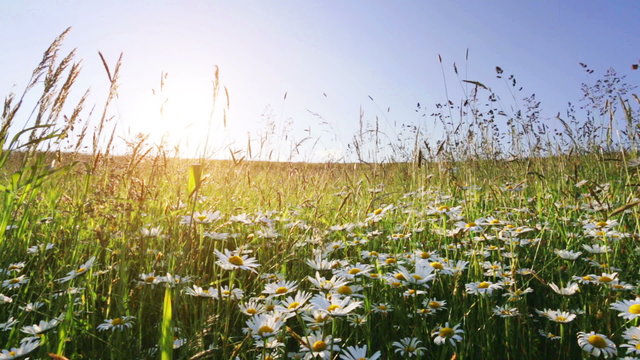 daisy flower meadow field against blue sky and sunset with wind