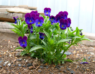 Flower pansy