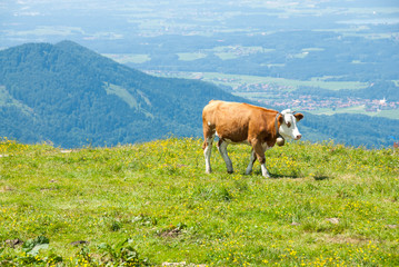 Fototapeta na wymiar Dairy Cow Grazes in a High Alpine Meadow II