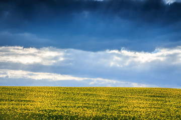 Obraz premium rape seed field