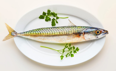 Atlantic mackerel