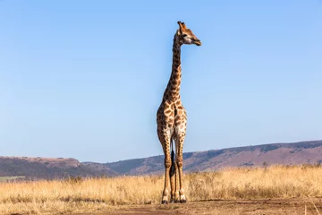 Crédence de cuisine en verre imprimé Girafe Giraffe Blue Sky Wildlife Animal
