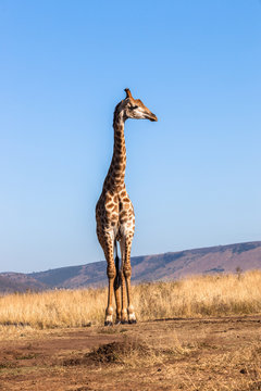 Giraffe Blue Sky Wildlife Closeup