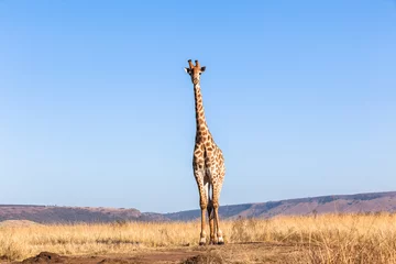 Vitrage gordijnen Giraf Giraffe Blue Sky Wildlife Animal