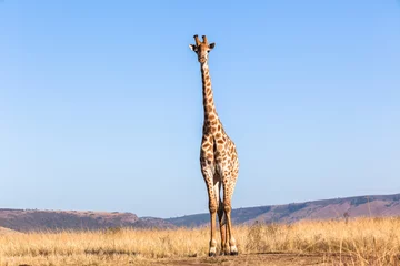 Deurstickers Giraf Giraf Blauwe Lucht Portret Wildlife