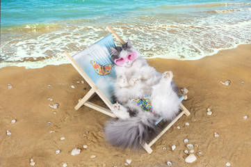 cat resting on a sun lounger