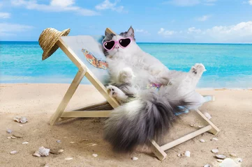 Abwaschbare Fototapete Katze Katze ruht auf einer Sonnenliege