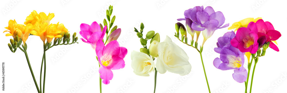 Wall mural collage of beautiful freesias isolated on white