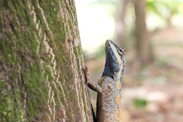 lizard on tree,thailand