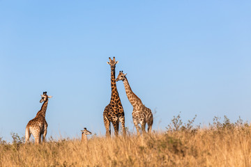 Giraffes Calf Protect Wildlife Animals