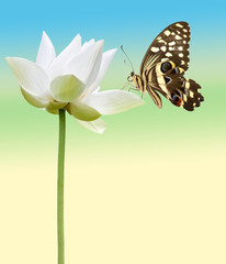 papillon sur lotus blanc © Unclesam