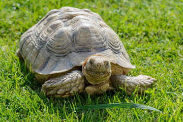 Turtle in grass