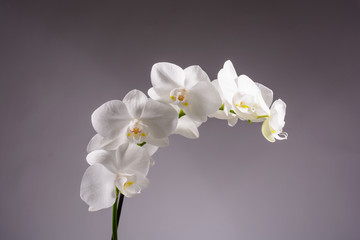 Fototapeta na wymiar White orchid on dark background