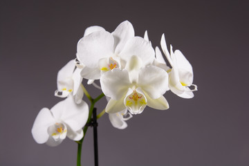 White orchid on dark background