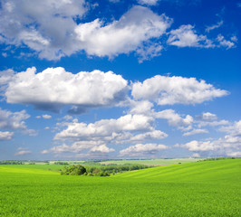 Fototapeta premium field