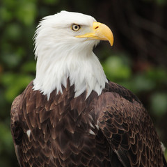 bald eagle