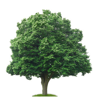 Großer freigestellter Lindenbaum mit dichter Baumkrone