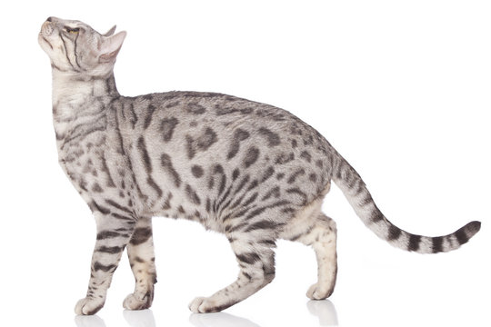 Bengalkatze seitlich stehend