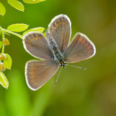 butterfly in natural habitat (plebejus argus)