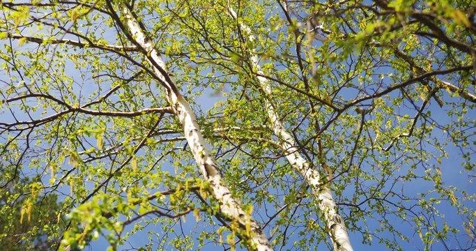 blooming birch. Ultra HD 4K video