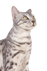 Fototapeta na wymiar Portrait einer Bengalkatze