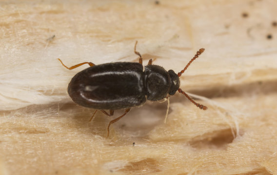 Henoticus serratus on wood, extreme close-up