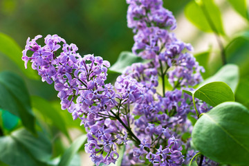 Obraz premium Shrub Syringa vulgaris.