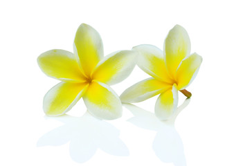 Fototapeta na wymiar Frangipani (plumeria) flowers isolated on white